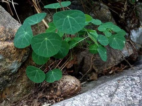 山烏龜 風水|山烏龜風水：聚財的神秘秘訣 – 植物盆栽綠寶典